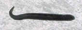 hoof-pick